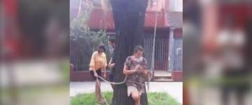 Una mujer se encadenó a un árbol para que no lo talaran